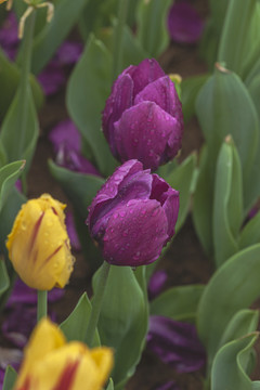 雨后紫色郁金香与水珠