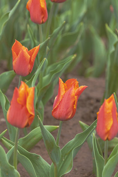 郁金香花蕾与水珠