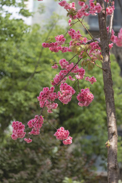 春天逆光樱花