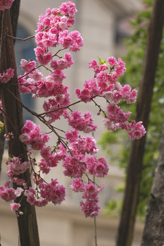 春天逆光樱花