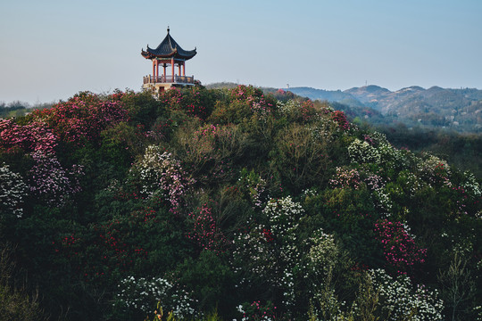 贵州百里杜鹃