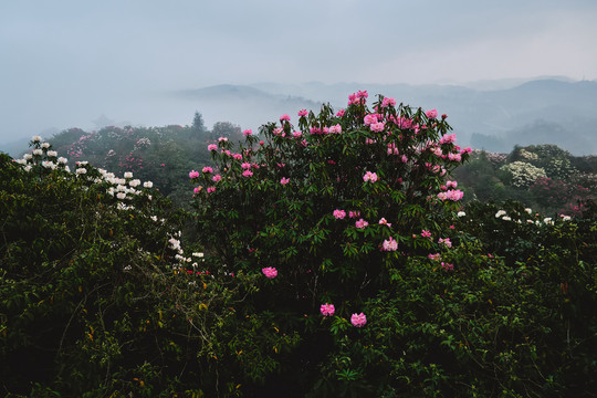 贵州百里杜鹃