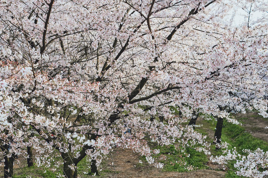 贵州平坝樱花