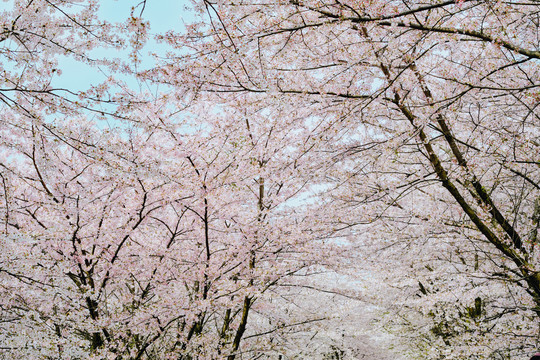 贵州平坝樱花