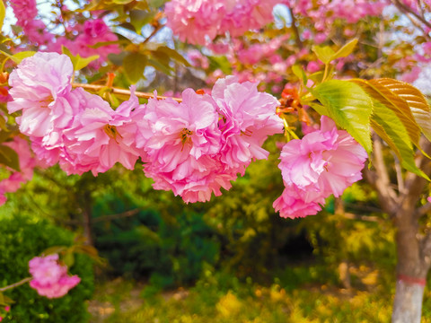 樱花