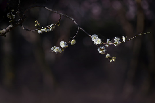 盛开的梅花