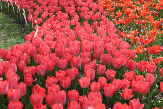 郁金香花田