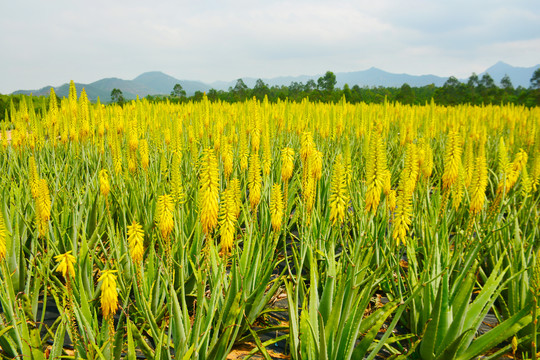 芦荟花海