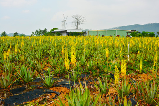 芦荟庄园风光