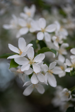 山丁子花