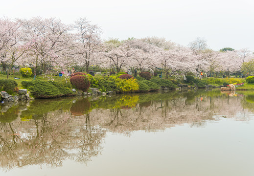 武汉东湖樱园