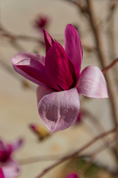 紫玉兰花高清摄影