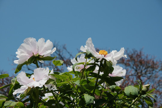 芍药