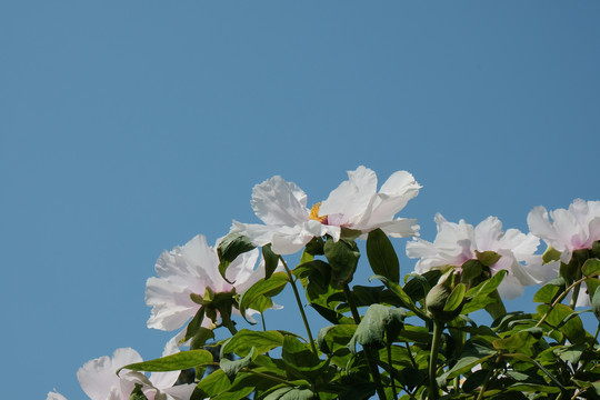 芍药