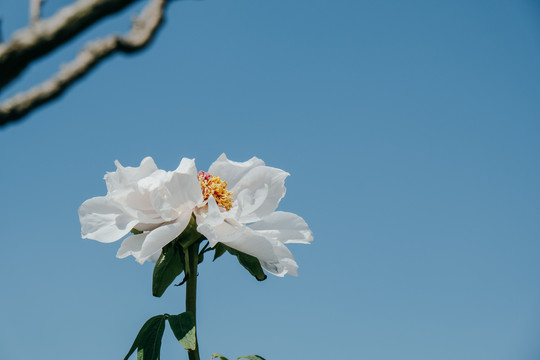 芍药