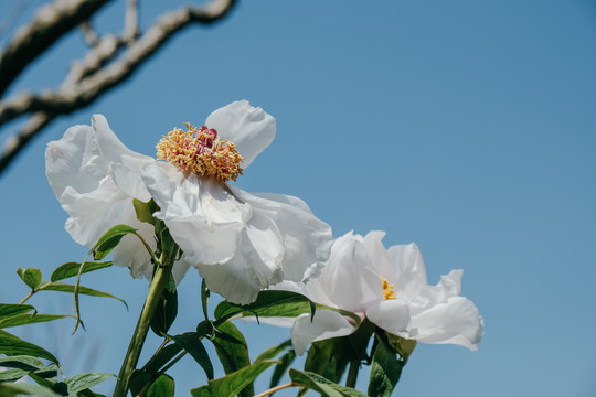 芍药