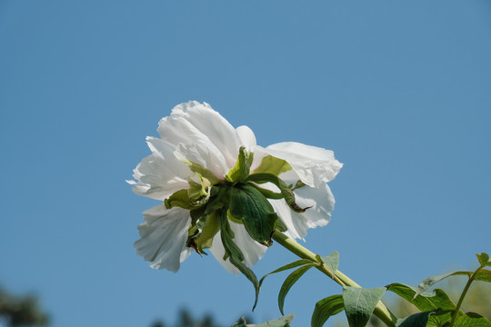 芍药