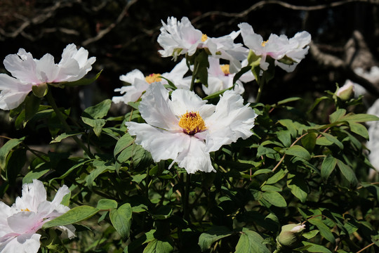 芍药