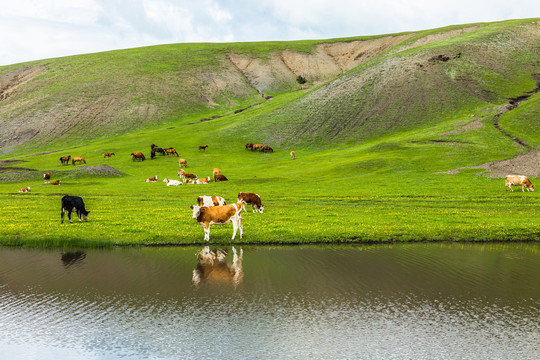 夏季草原河流牛群