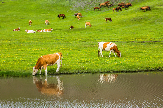 夏季草原野花河边牛群马群