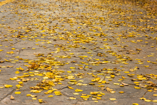 落叶满地金色落叶