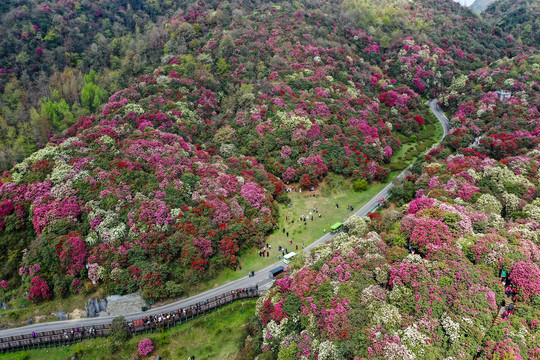 贵州百里杜鹃风景区