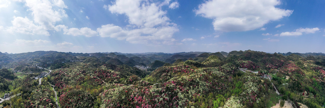 贵州百里杜鹃风景区