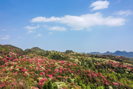 贵州百里杜鹃风景区