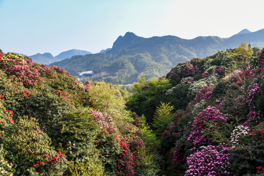 贵州百里杜鹃风景区