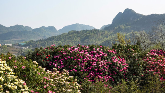 贵州百里杜鹃