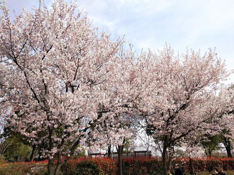 美丽的樱花树丛