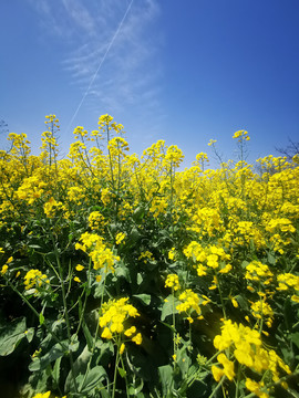 油菜花田