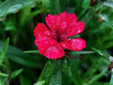 一朵小红花