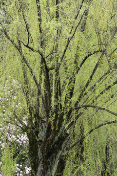 春天的柳树