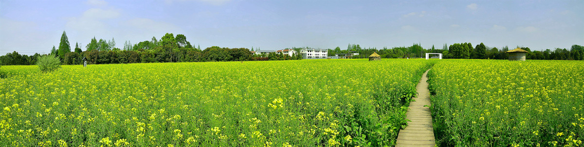 油菜花海全景图