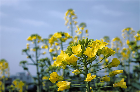 油菜花菜籽花