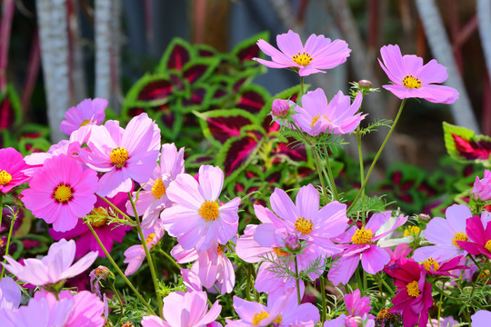 格桑花格桑花海