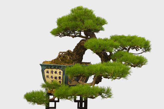 奇松盆景