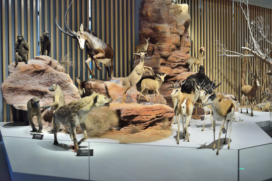宜昌博物馆动物雕塑
