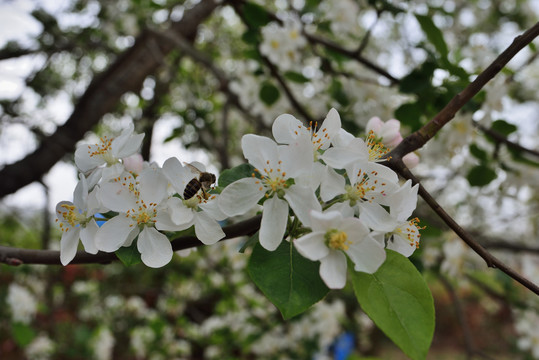 苹果花