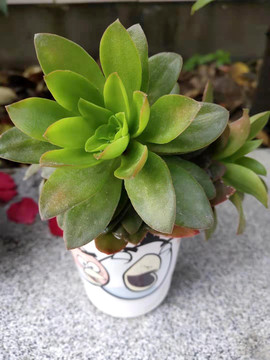 多肉植物