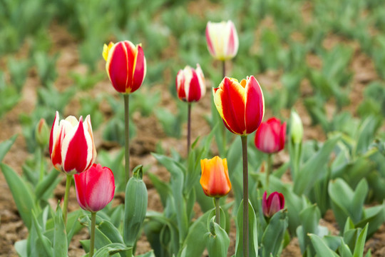 郁金香花圃