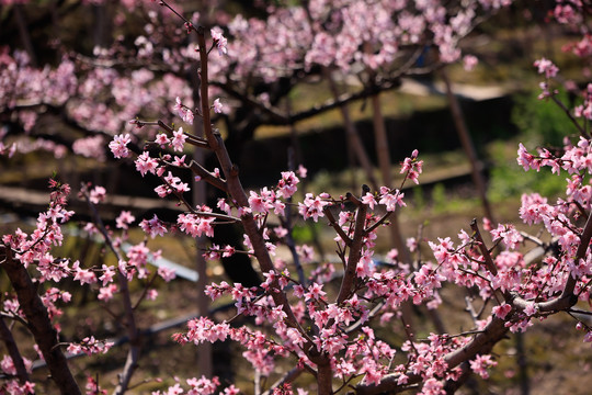 桃花