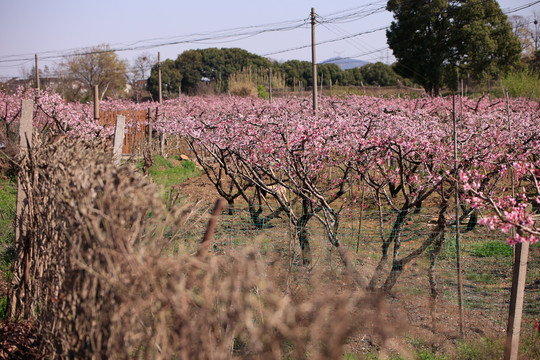 桃花