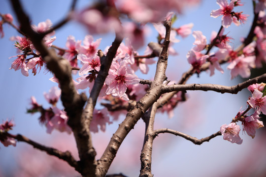 桃花