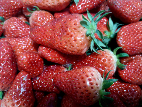 新摘草莓