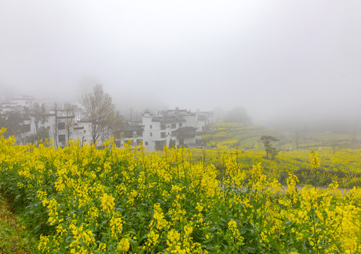 江岭油菜花