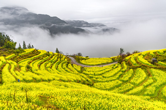 江岭油菜花梯田