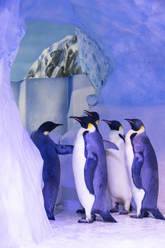 极地海洋动物帝企鹅