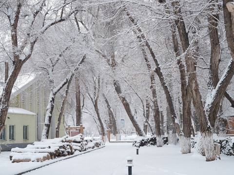 雪景
